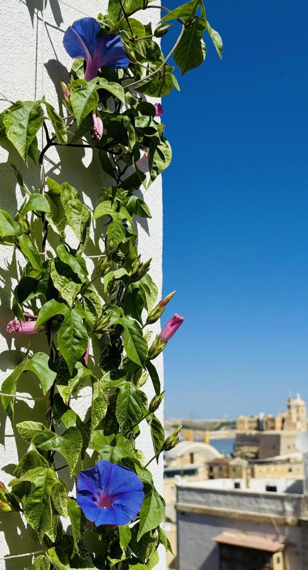Casa Maria Tereza Bed and Breakfast Cospicua Eksteriør billede